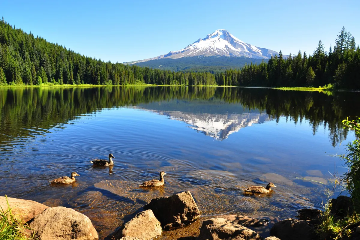 A serene mountain lake framed by lush green trees, with ducks gliding across the water and a majestic mountain rising in the background. The scene feels peaceful, evoking opportunities for outdoor exploration and relaxation.
